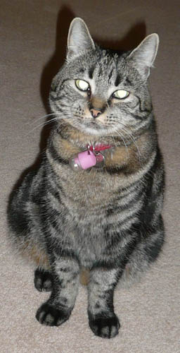 Honey