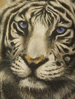 Siberian white tiger